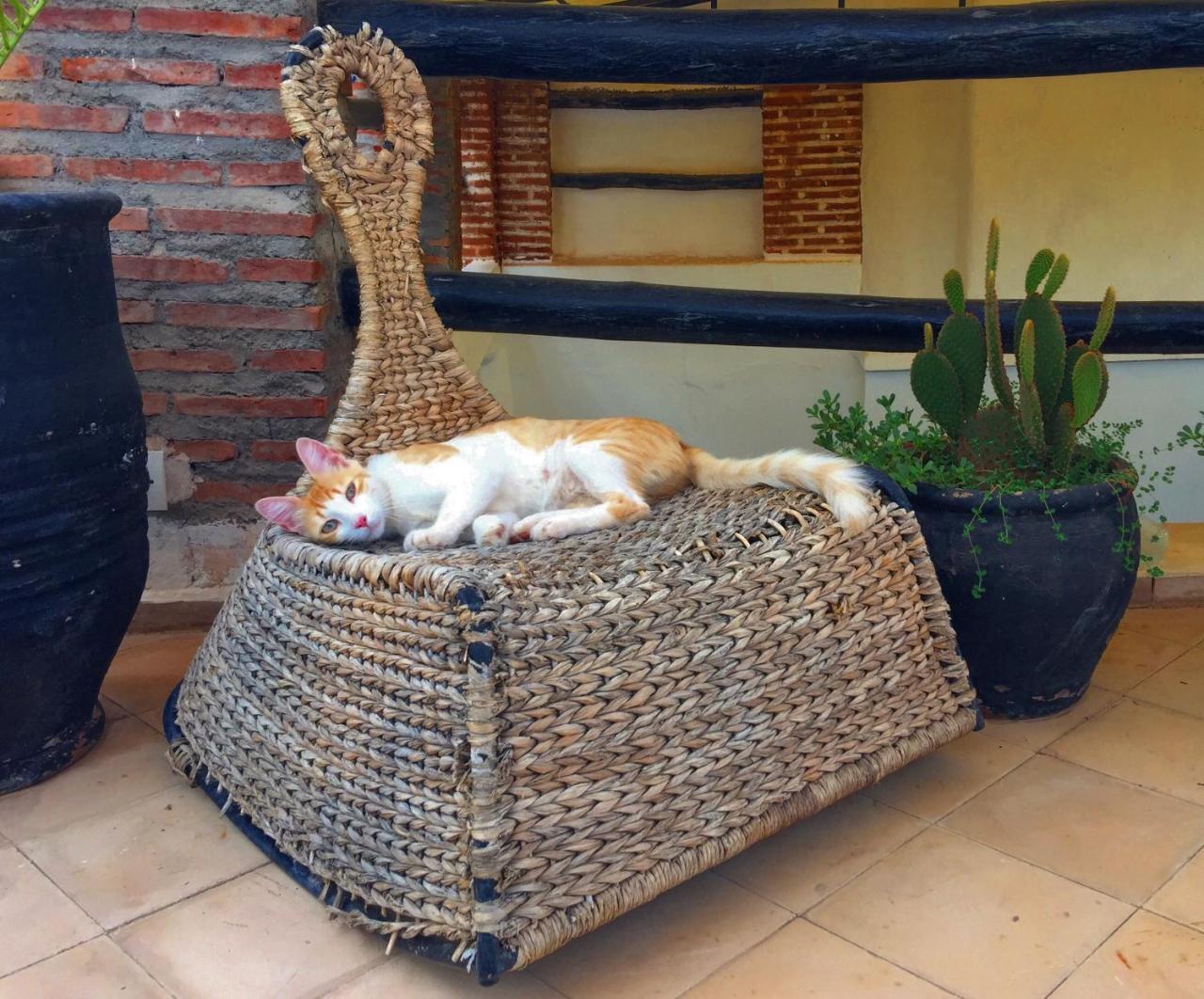 Riad Nejma Lounge Marakéš Exteriér fotografie